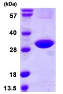 SDS-PAGE - Recombinant Human CINP protein (AB109973)