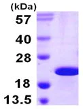 SDS-PAGE - Recombinant Human CIRP protein (His tag N-Terminus) (AB106903)