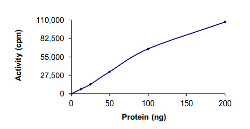 Recombinant human CK1 epsilon protein