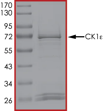 SDS-PAGE - Recombinant human CK1 epsilon protein (AB104024)