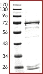 SDS-PAGE - Recombinant human CK1 epsilon protein (AB104024)