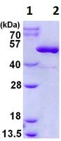 SDS-PAGE - Recombinant Human CKMT2 protein (AB128433)
