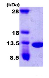 SDS-PAGE - Recombinant Human CKS2 protein (T7 tag N-Terminus) (AB87380)