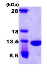SDS-PAGE - Recombinant Human CKS2 protein (T7 tag N-Terminus) (AB87380)