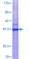 SDS-PAGE - Recombinant Human Claudin 12 protein (GST tag N-Terminus) (AB160325)