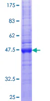 SDS-PAGE - Recombinant Human Claudin 12 protein (GST tag N-Terminus) (AB160325)