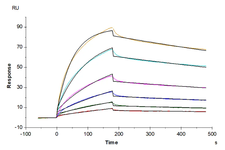 Functional Studies - Recombinant Human Claudin 18.2 (Active) protein (AB316081)