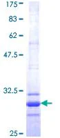 SDS-PAGE - Recombinant Human Claudin 2 protein (GST tag N-Terminus) (AB112383)