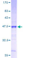 SDS-PAGE - Recombinant Human Claudin 3 protein (GST tag N-Terminus) (AB114332)