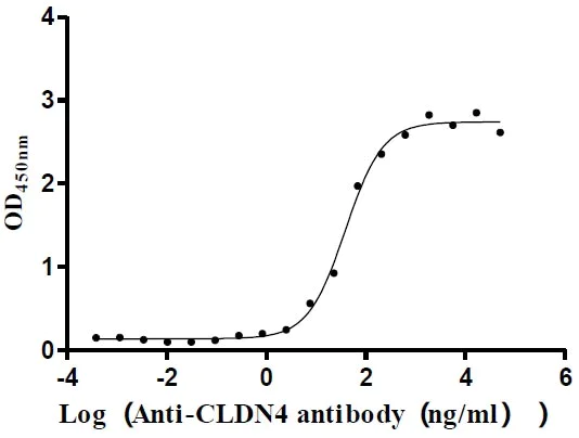 Functional Studies - Recombinant human Claudin 4 protein - Active (His tag) (AB314531)
