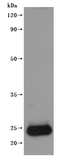 Western blot - Recombinant human Claudin 4 protein - Active (His tag) (AB314531)
