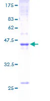 SDS-PAGE - Recombinant Human Claudin 4 protein (GST tag N-Terminus) (AB114389)