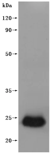 Western blot - Recombinant human Claudin 6 protein - Active (His tag) (AB314532)