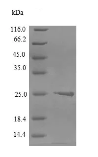 SDS-PAGE - Recombinant Human Claudin 6 protein (Tagged) (AB235014)