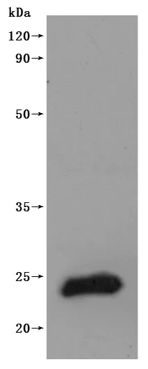 Western blot - Recombinant human Claudin 9 protein - Active (His tag) (AB314533)