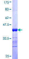 Recombinant Human CLCA1 protein