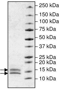 SDS-PAGE - Recombinant human Cleaved Caspase-3 protein (AB198447), expandable thumbnail