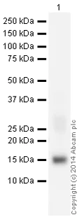 Western blot - Recombinant human Cleaved Caspase-3 protein (Active) (AB52101)