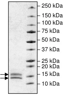 SDS-PAGE - Recombinant human Cleaved Caspase-3 protein (His tag C-Terminus) (AB198447)