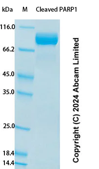 SDS-PAGE - Recombinant Human Cleaved PARP1 Protein Standard (His tag) (AB323044)