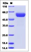 SDS-PAGE - Recombinant Human CLEC1 protein (Fc Chimera) (AB276465)