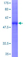 SDS-PAGE - Recombinant Human CLEC4A protein (GST tag N-Terminus) (AB162371)