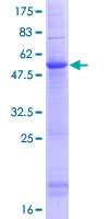 Recombinant Human CLEC9A protein