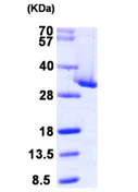 SDS-PAGE - Recombinant Human CLIC4 protein (His tag N-Terminus) (AB104744)