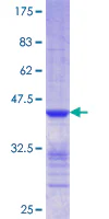 SDS-PAGE - Recombinant Human CLIC5 protein (GST tag N-Terminus) (AB162692)