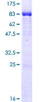 SDS-PAGE - Recombinant Human CLK1 protein (AB114706)