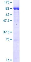 SDS-PAGE - Recombinant Human CLK1 protein (AB114706)