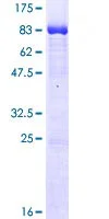 SDS-PAGE - Recombinant Human CLK1 protein (GST tag N-Terminus) (AB114706)