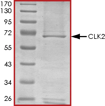 SDS-PAGE - Recombinant human CLK2 protein (AB63190)