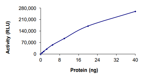 Functional Studies - Recombinant human CLK3 protein (AB85759), expandable thumbnail