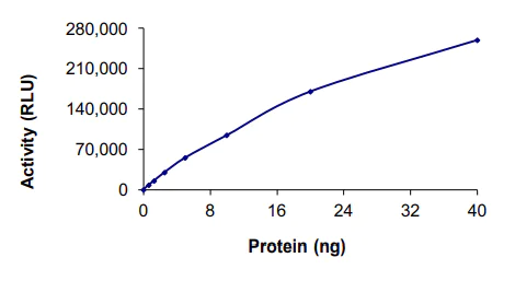 Functional Studies - Recombinant human CLK3 protein (AB85759)