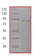 SDS-PAGE - Recombinant human CLK3 protein (AB85759), expandable thumbnail