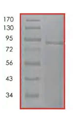 SDS-PAGE - Recombinant human CLK3 protein (AB85759)