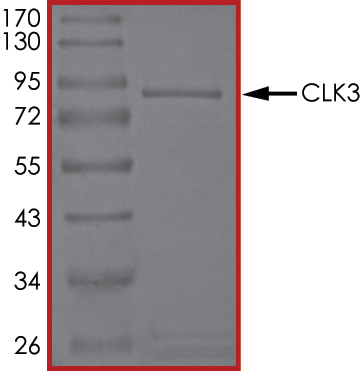 SDS-PAGE - Recombinant human CLK3 protein (AB85759), expandable thumbnail