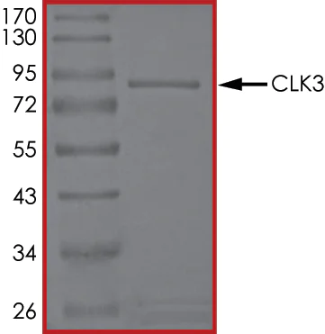 SDS-PAGE - Recombinant human CLK3 protein (AB85759)