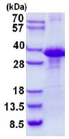 SDS-PAGE - Recombinant Human CLNS1A/CLCI protein (His tag N-Terminus) (AB137159)