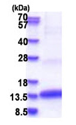 Recombinant Human CLPS protein