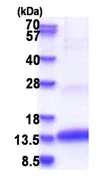 SDS-PAGE - Recombinant Human CLPS protein (His tag N-Terminus) (AB180330)