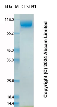 SDS-PAGE - Recombinant Human CLSTN1 Protein Standard (His tag) (AB323030)