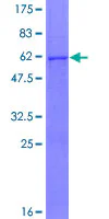SDS-PAGE - Recombinant Human CMAS protein (GST tag N-Terminus) (AB163270)