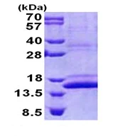 SDS-PAGE - Recombinant Human CMC1 protein (denatured) (AB168083)