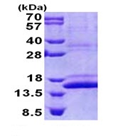 SDS-PAGE - Recombinant Human CMC1 protein (denatured) (His tag N-Terminus) (AB168083)