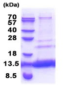 SDS-PAGE - Recombinant Human CMC4 protein (His tag N-Terminus) (AB176069)