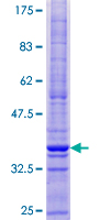 SDS-PAGE - Recombinant Human CMTM1 protein (GST tag N-Terminus) (AB165007)