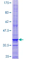 SDS-PAGE - Recombinant Human CMTM1 protein (GST tag N-Terminus) (AB165007)