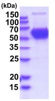 SDS-PAGE - Recombinant human CNDP1/CN1 protein (Active) (His tag C-Terminus) (AB219456)